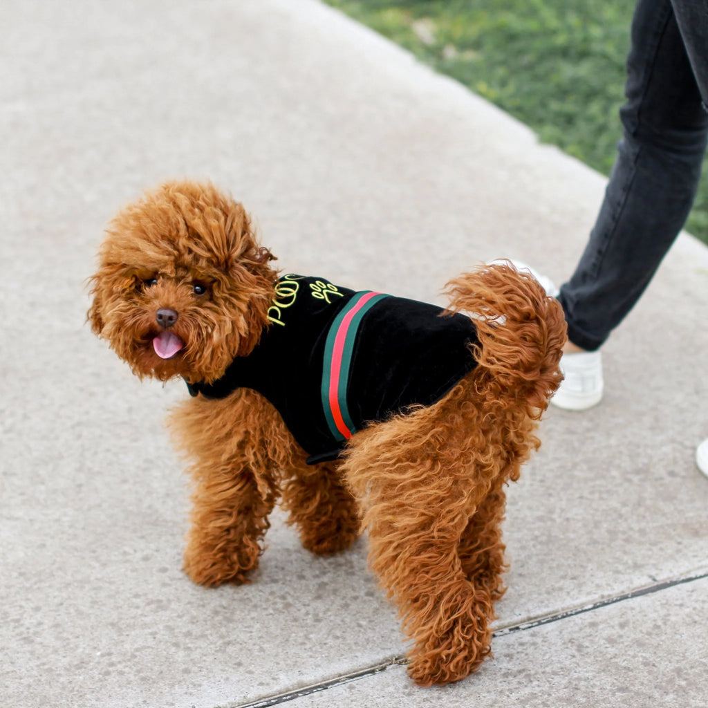 DGG Fashionista Poochi Dog Coat - Medium